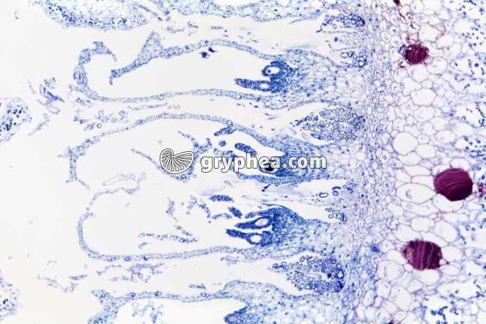 Hépatique (Marchantia) - archégones sur chapeau femelle x25 - gryphea.com